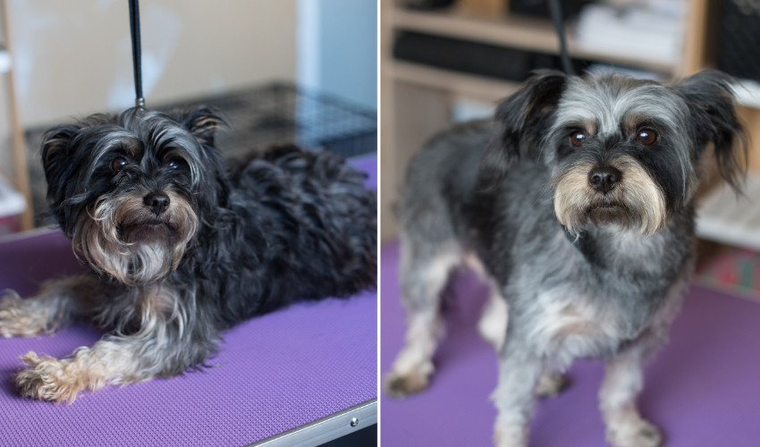 professional dog grooming before and after qc pet studies