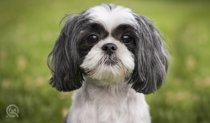 cute shih tzu after dog grooming appointment