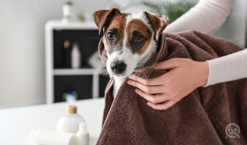 pet grooming after bath