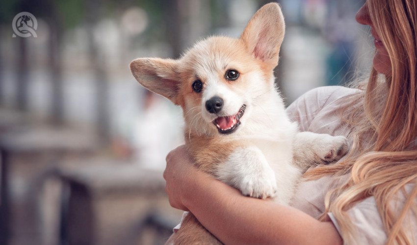 dog with dog owner together after professional dog grooming