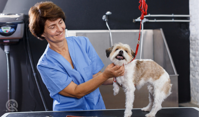 dog groomer with happy dog