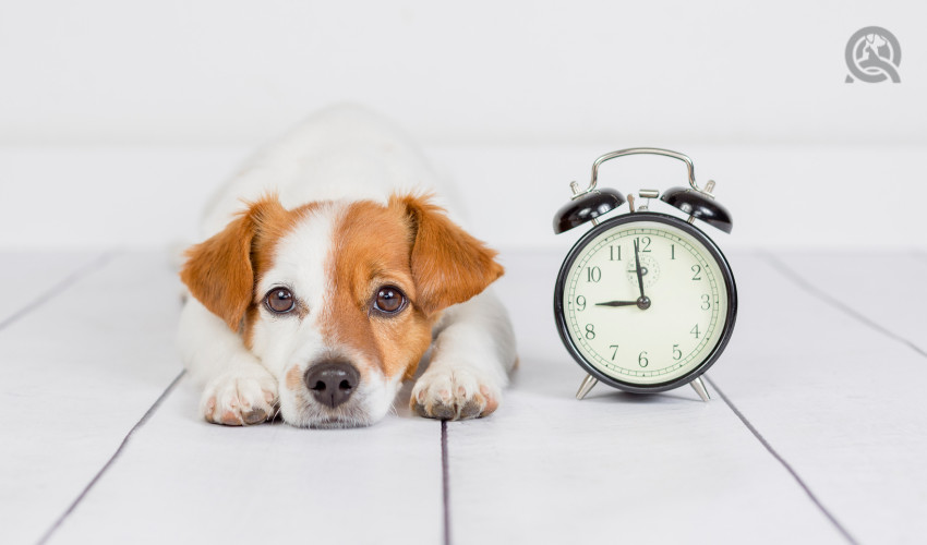 keeping track of time during dog grooming appointment