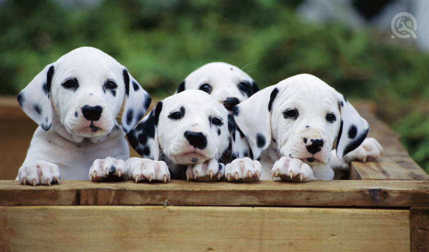 dalmatian puppies