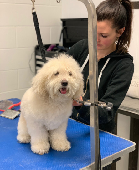 QC pet studies graduate Casey Bechard grooming a dog