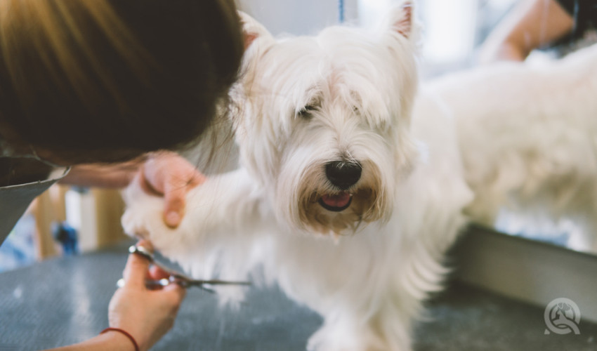 trimming legs of a dog by a professional dog groomer