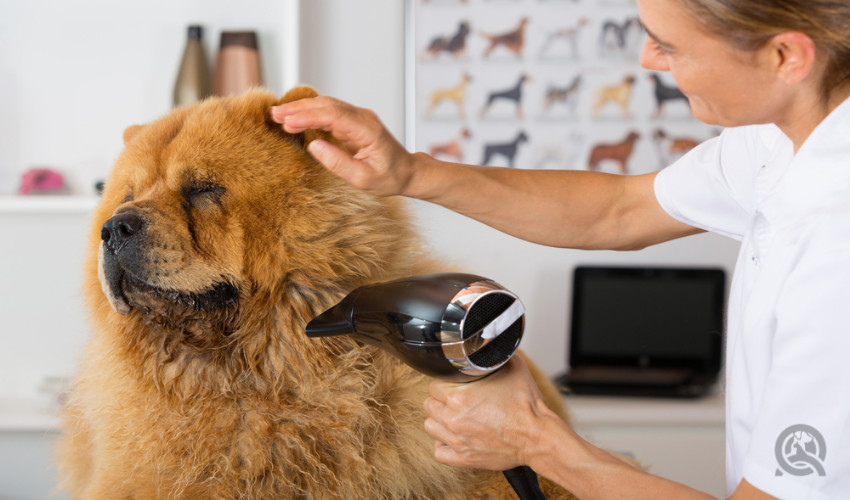 dog grooming course drying big dog