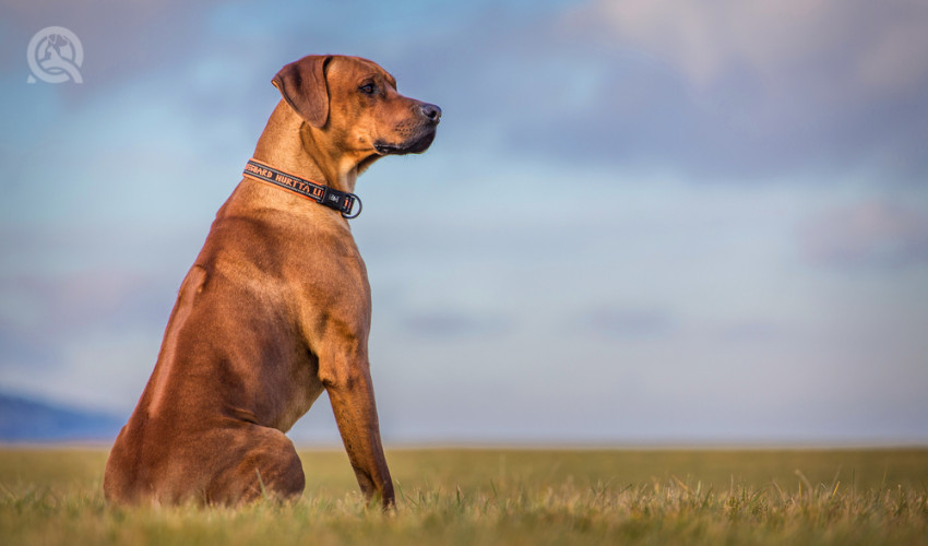 proud standing dog