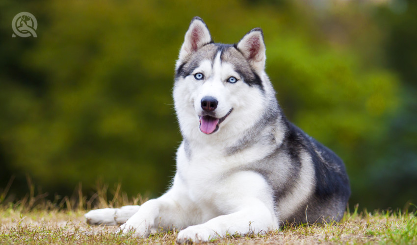 husky double coated dog in the summer outside