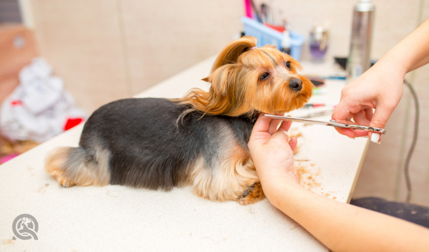 hair trimming and finishing touches dog groomer jobs