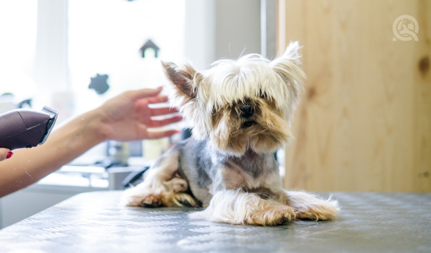 hairy dog on a grooming table with dog grooming approaching with clipper