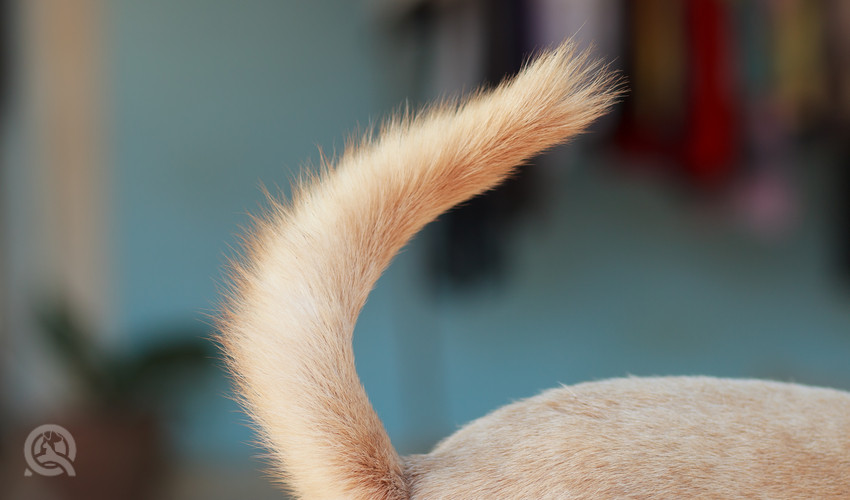 dog grooming tail