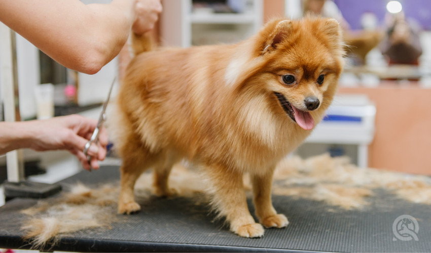 professional pet grooming trimming tail and behind of a dog on a grooming table