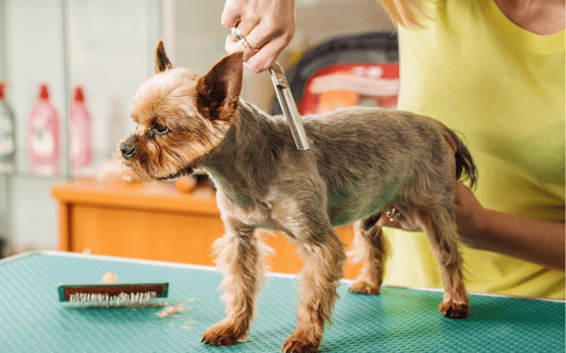 dog grooming salon