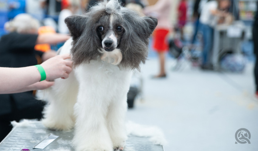 dog grooming show