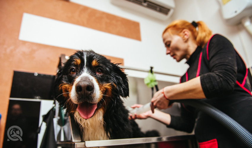 grooming a giant dog