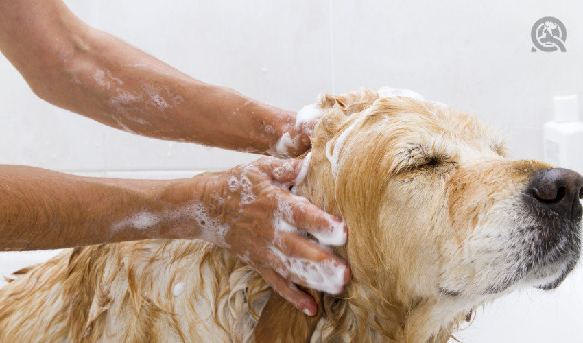 Dog with shampoo