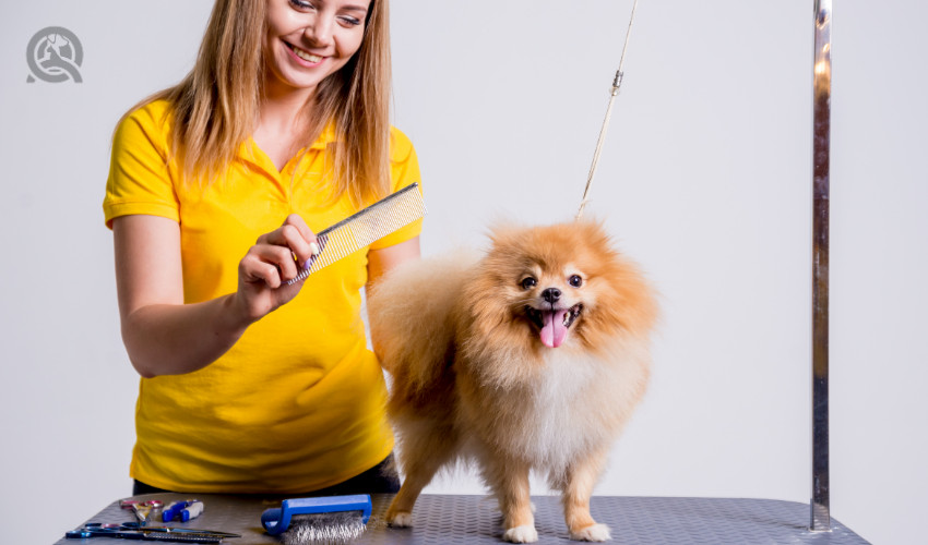 dog grooming table