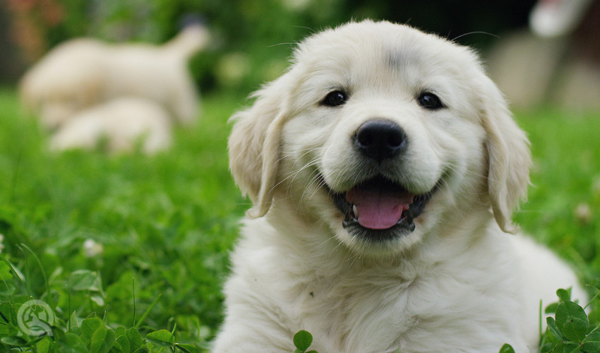 happy golden retriever puppy