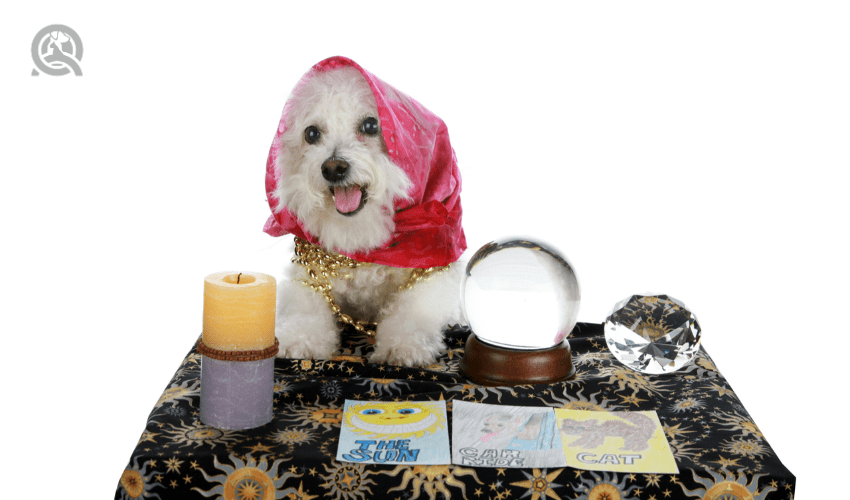 small dog dressed up as a mind reader