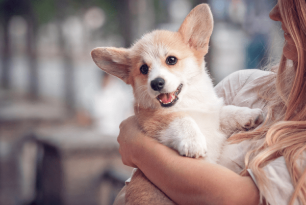 corgi puppy in owner's arms