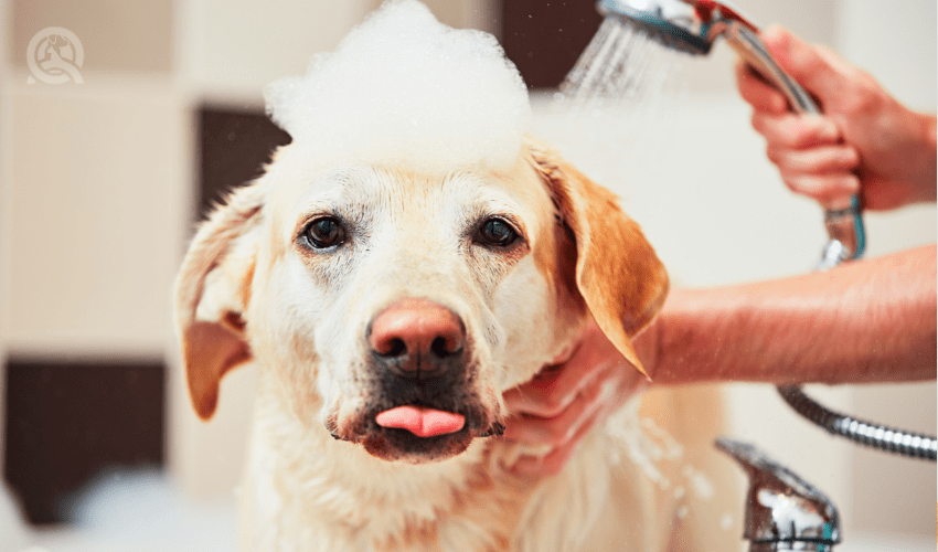 golden lab getting bath