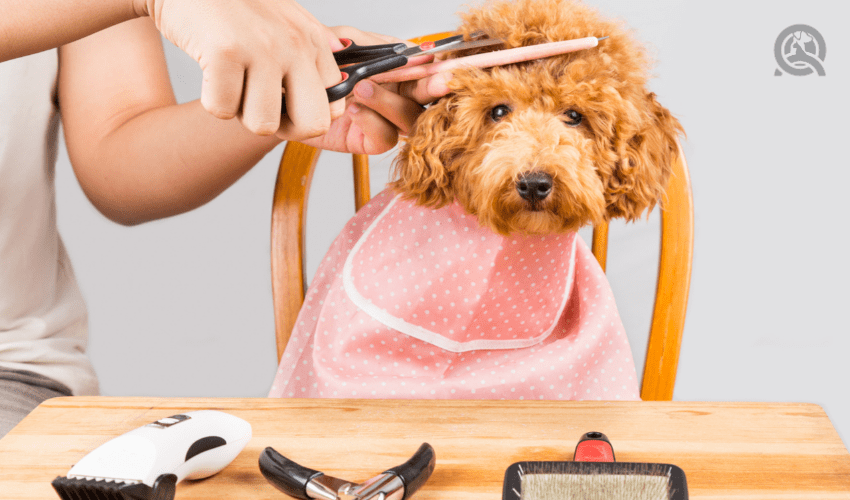 dog getting hair trimmed