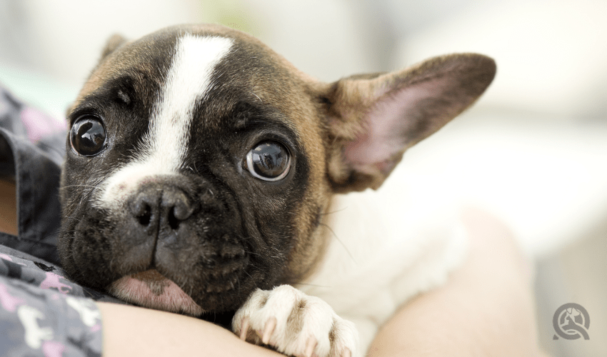 scared small pup in owner's arms