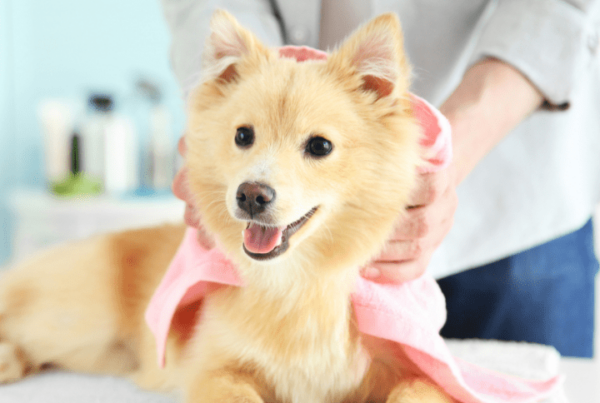 beautiful medium-size dog on grooming table, being rubbed down by towel