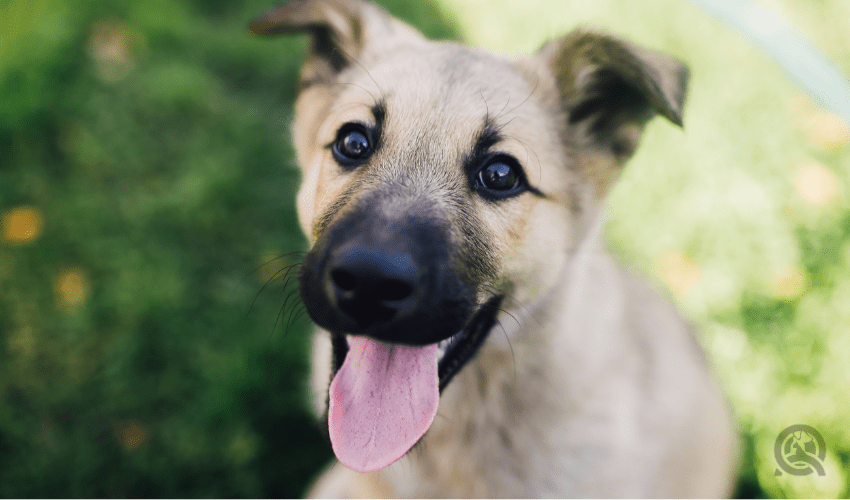 cute up-close shot of puppy