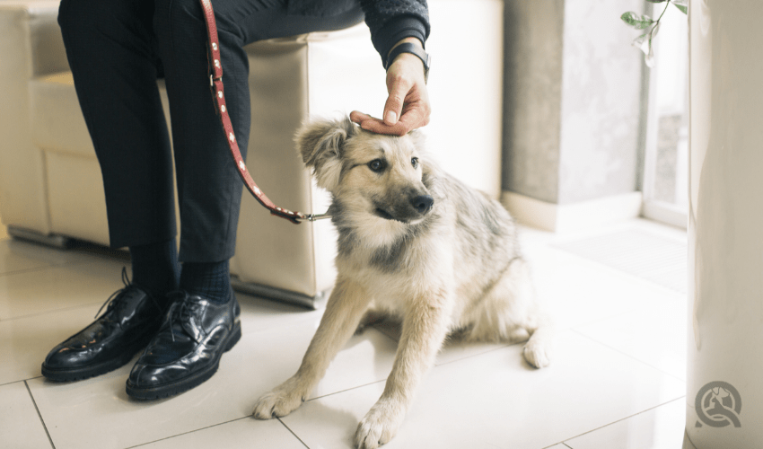 skiddish young dog next to owner