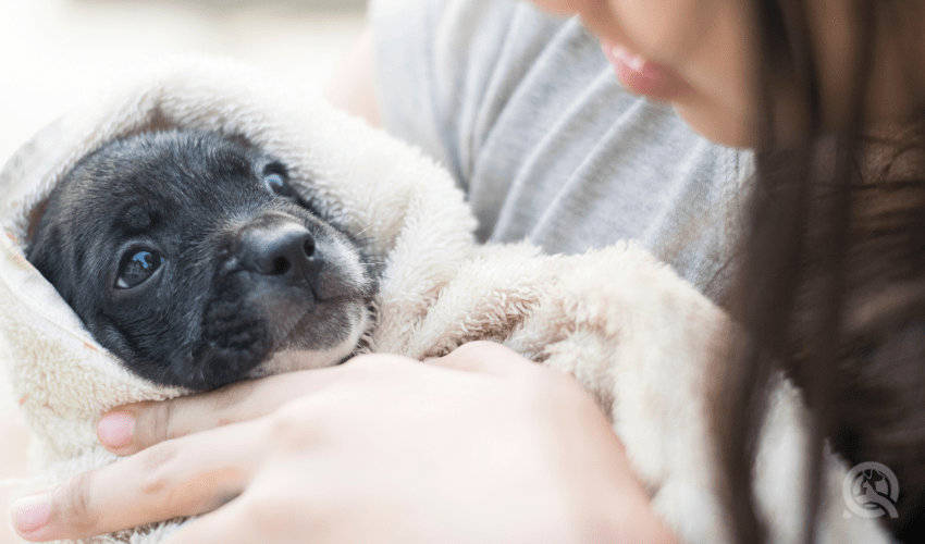 cuddling small puppy wrapped in towel