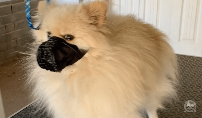 fluffy pomeranian before hair cut