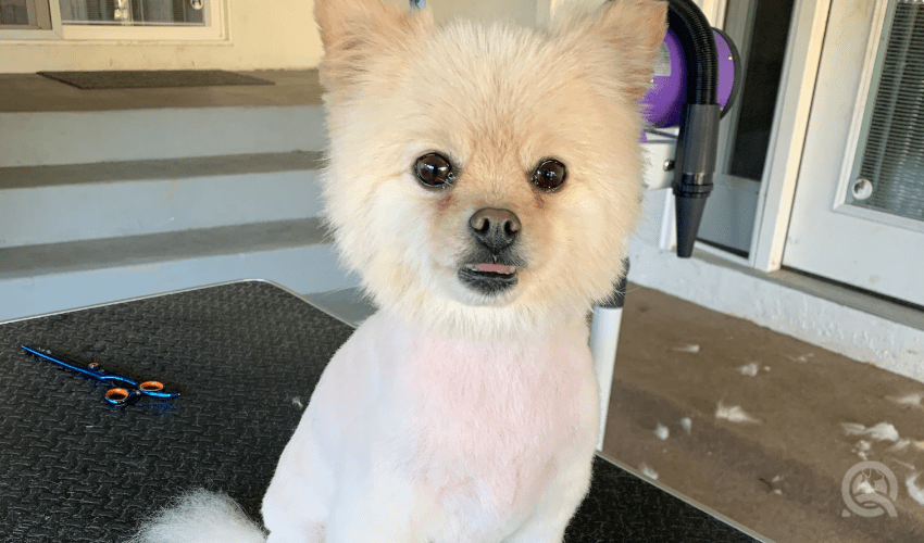 fluffy pomeranian after hair cut