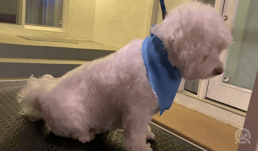 long, curly-haired dog after hair cut