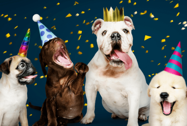 dogs in party hats, celebrating New Year's