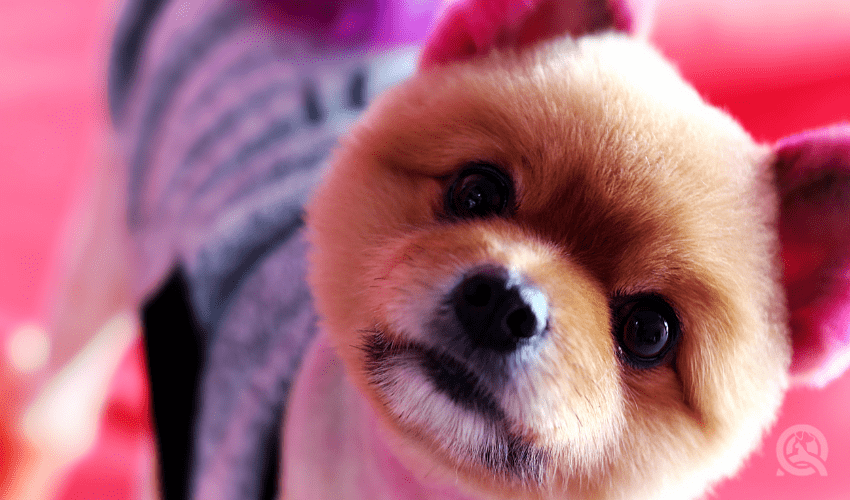 pomeranian with teddy bear hair cut