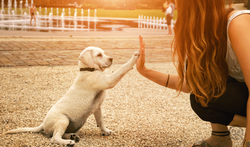 girl high-fiving golden lab puppy