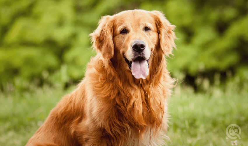 golden retriever portrait photo out in grass