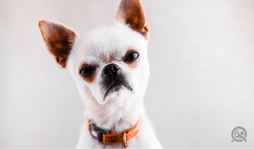 Evil Chihuahua looks into the camera with a displeased expression of the muzzle.