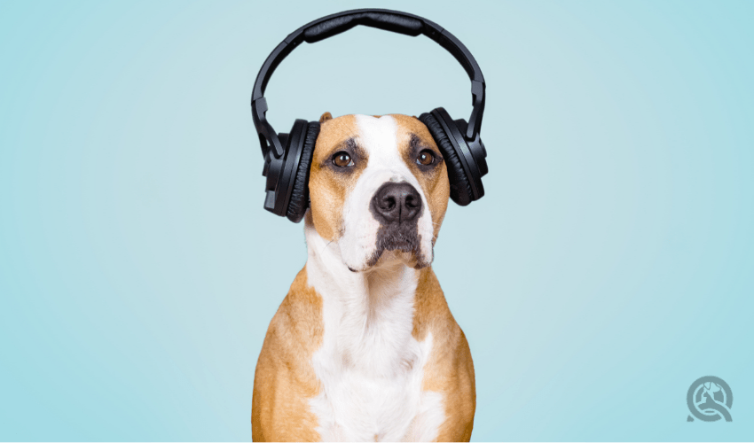 Dog in noise cancelling headphones, blue isolated background.