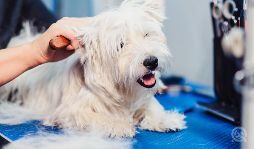 QC Pet Studies Dog Grooming Realities - Dog on Grooming Table