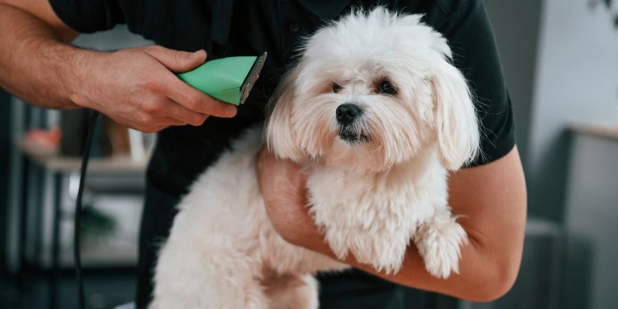 Trimming the fur. Groomer is with Maltese dog indoors. Man is in the black uniform. Become a dog groomer article.