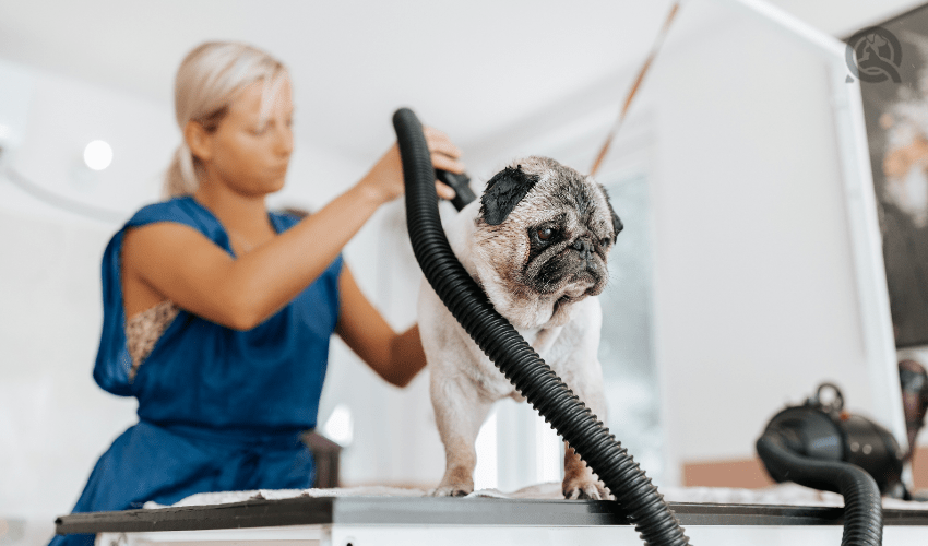 dog groomer blow drying pug on grooming table