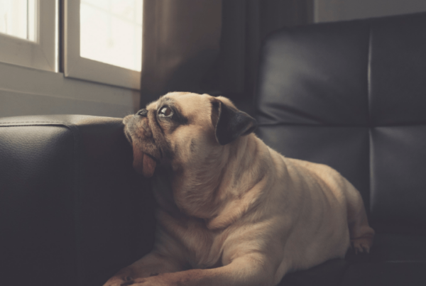 pup on couch, looking at window