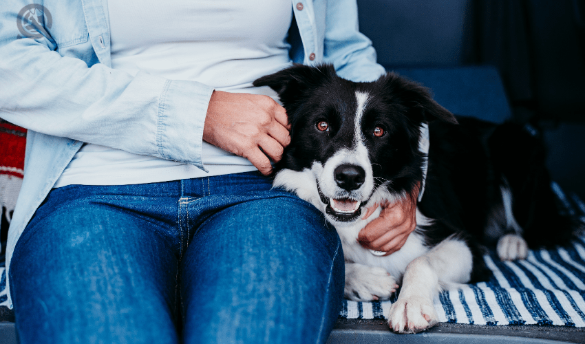 relaxed border collie lying next to owner in van