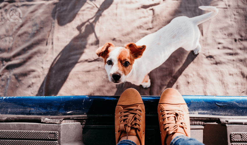 jack russel terrier puppy looking up at camera from outside of van