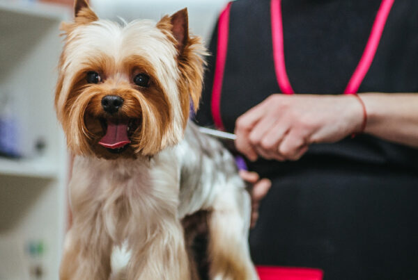 QC Pet Studies - Become a Dog Groomer in a Small Town Blog- Featured Image