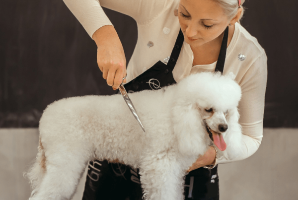 dog grooming career woman giving poodle a haircut