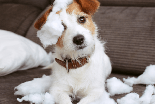 dog torn apart couch due to separation anxiety