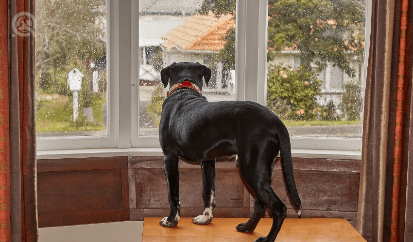 dog staring out the window